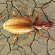 Imagen para el artículo titulado Hallan una nueva especie de insecto en la cueva más profunda del mundo
